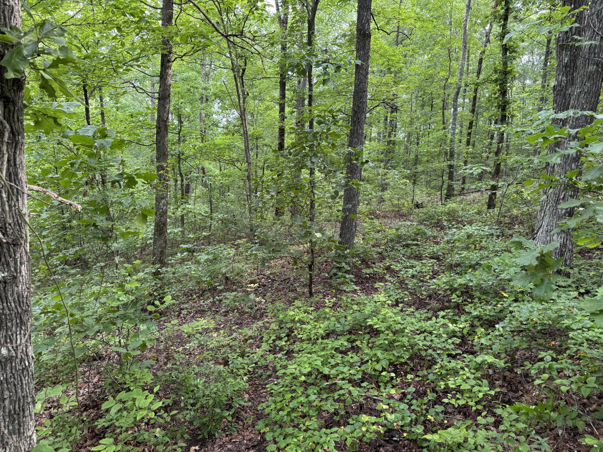 0 Brushy Road Centerville TN 37033