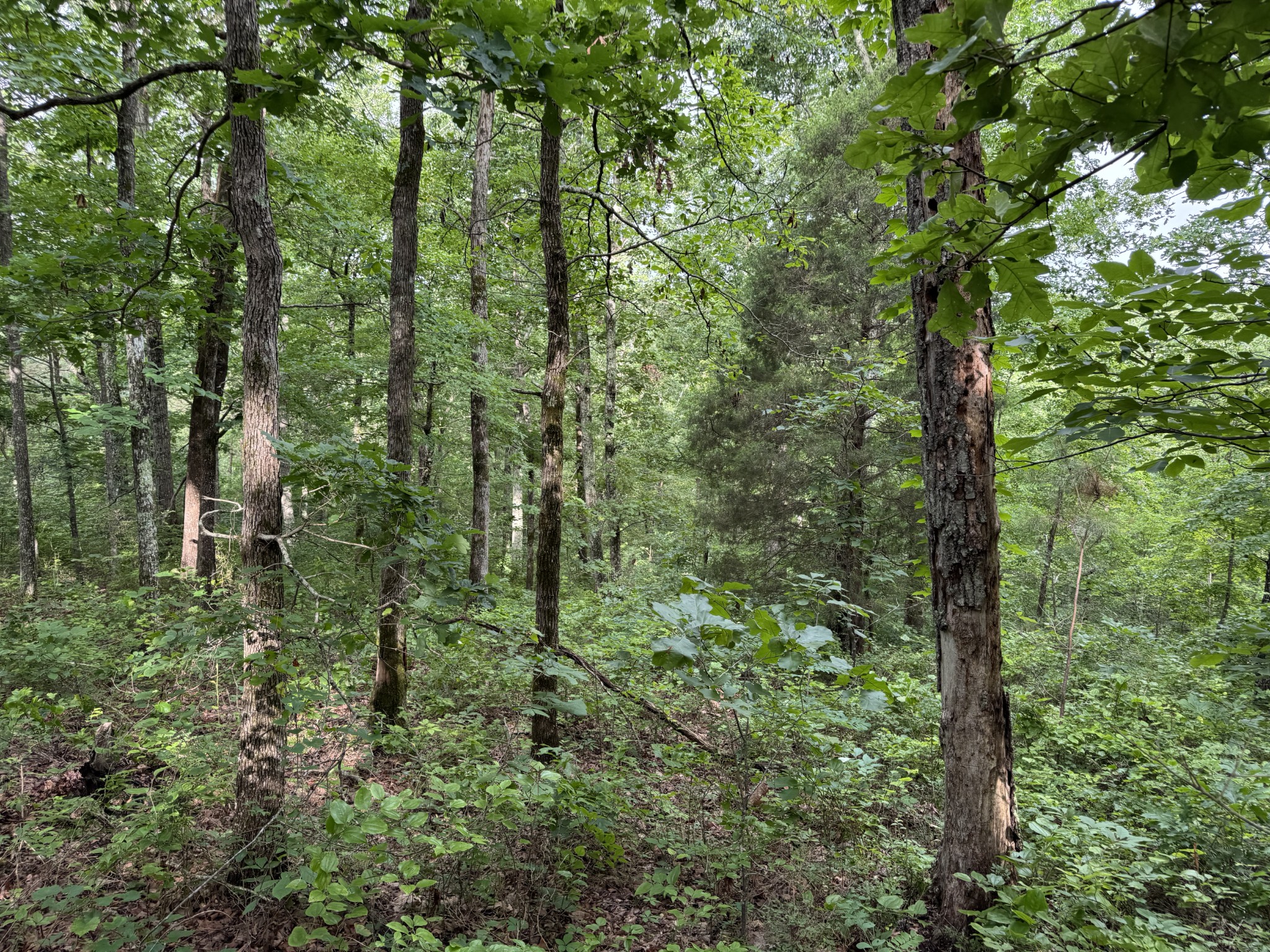 0 Brushy Road Centerville TN 37033