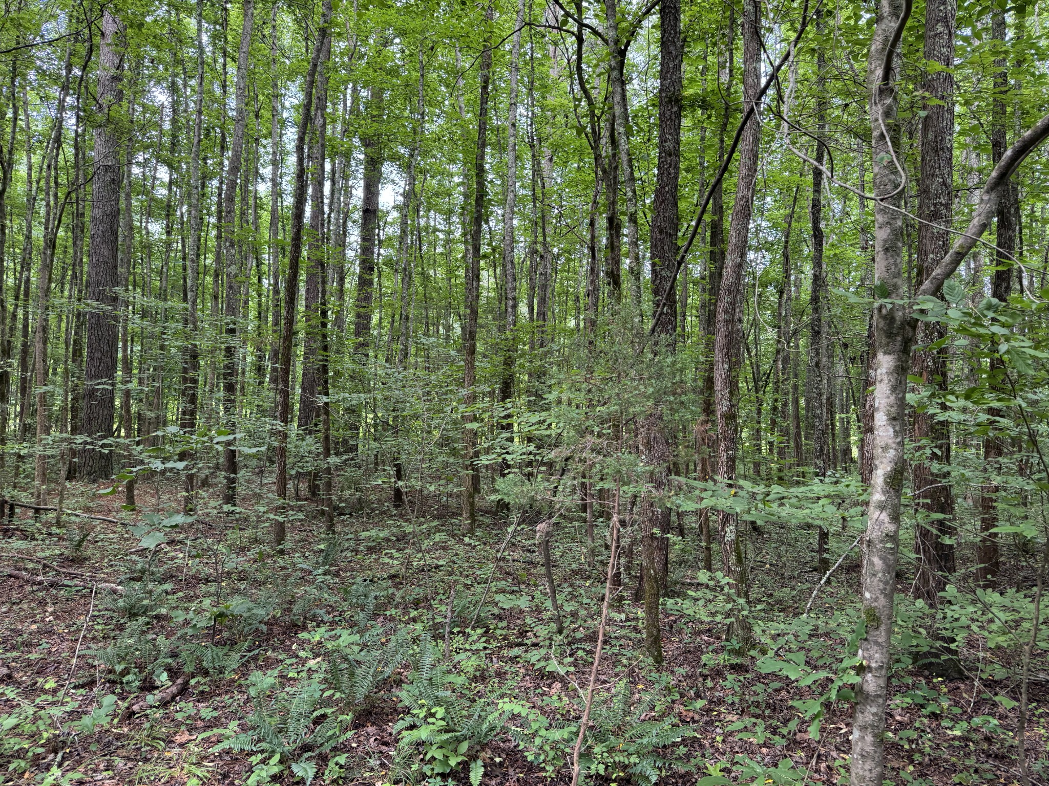 0 Brushy Road Centerville TN 37033