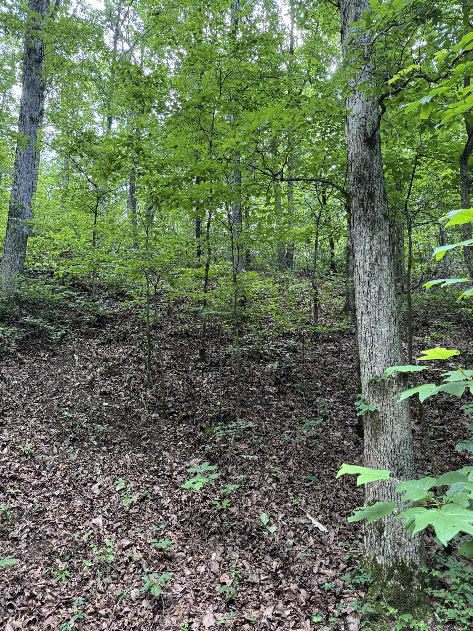 0 Brushy Road Centerville TN 37033