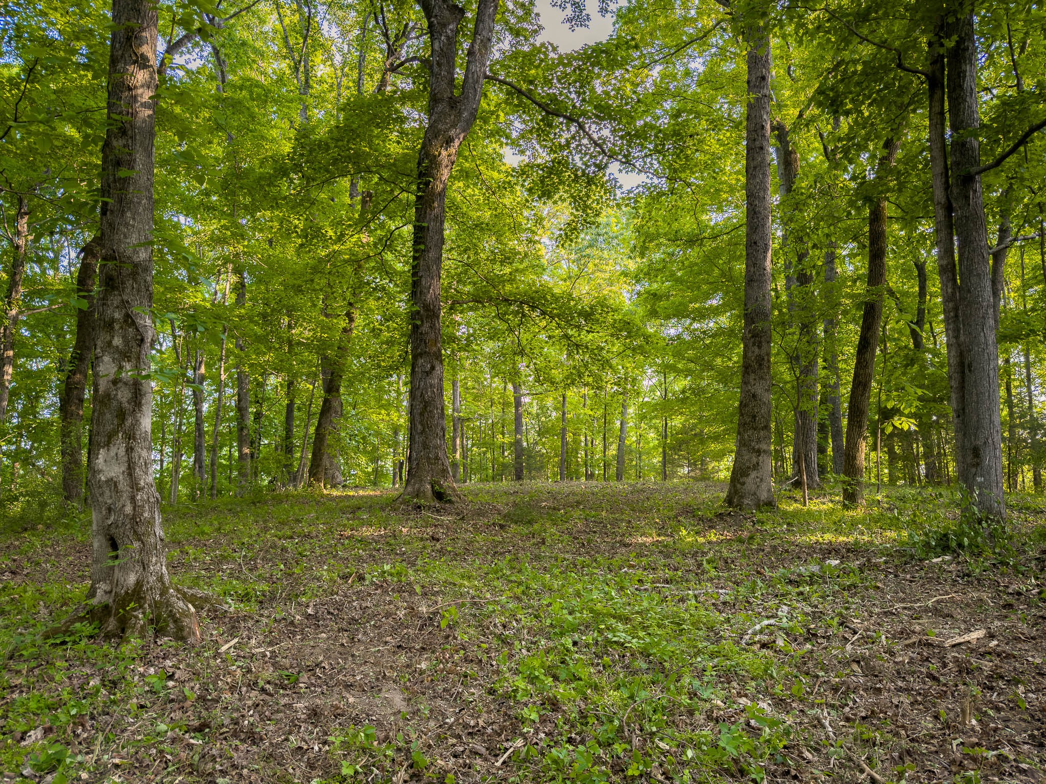 1070 Leatherwood Road White Bluff TN 37187