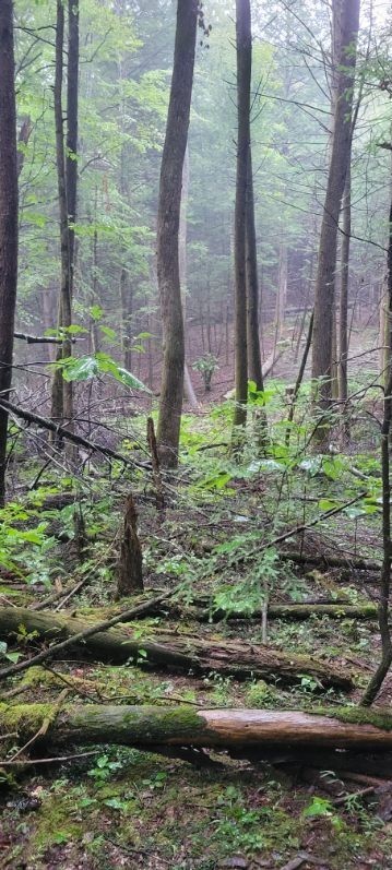 0 Prong Of Clear Fork Jamestown TN 38556