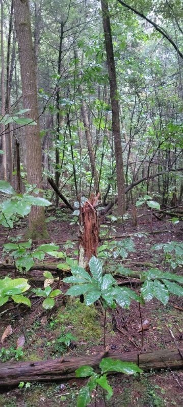 0 Prong Of Clear Fork Jamestown TN 38556