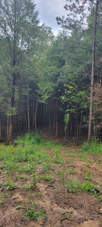 0 Prong Of Clear Fork Jamestown TN 38556