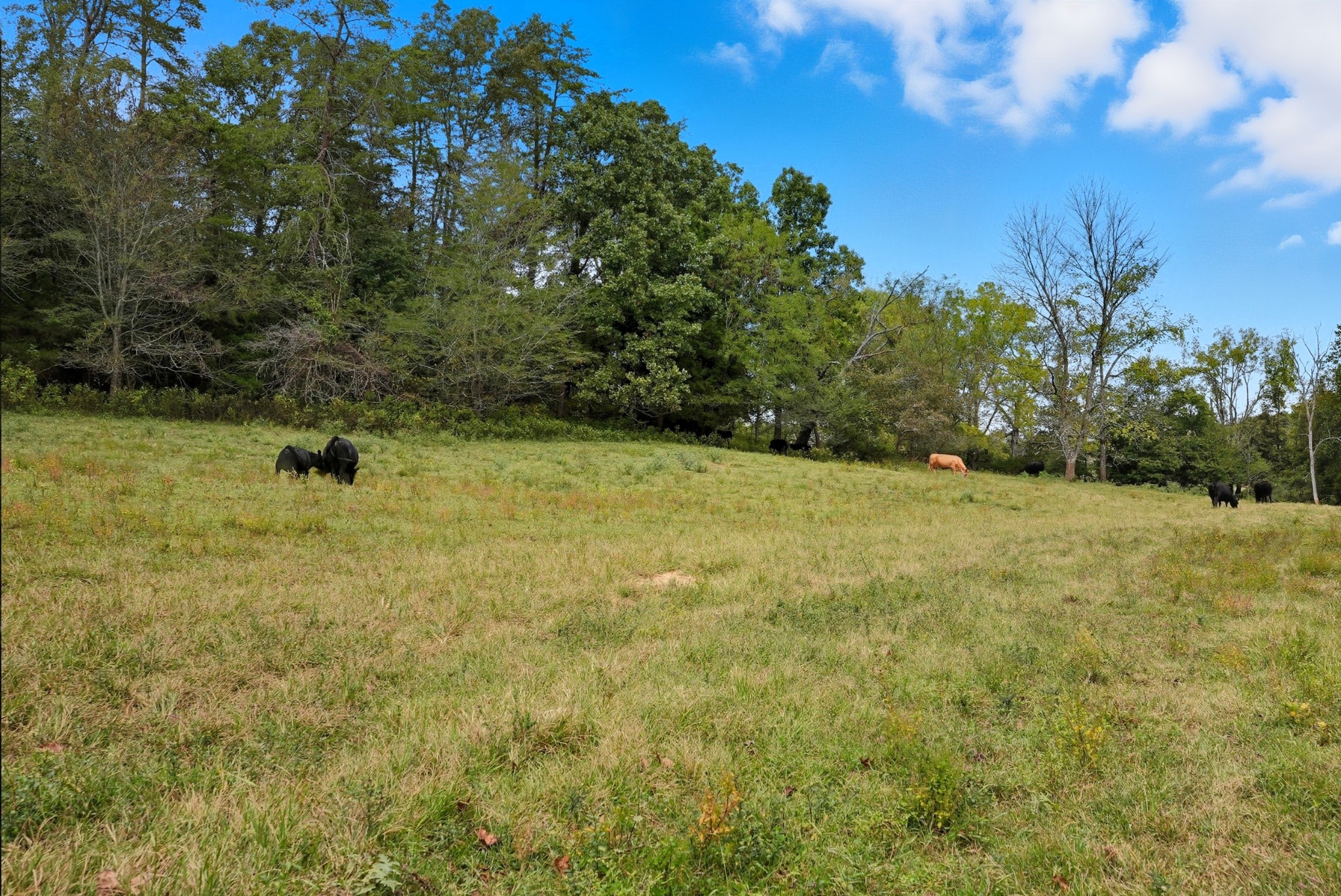 0 Jenkins Road Sparta TN 38583