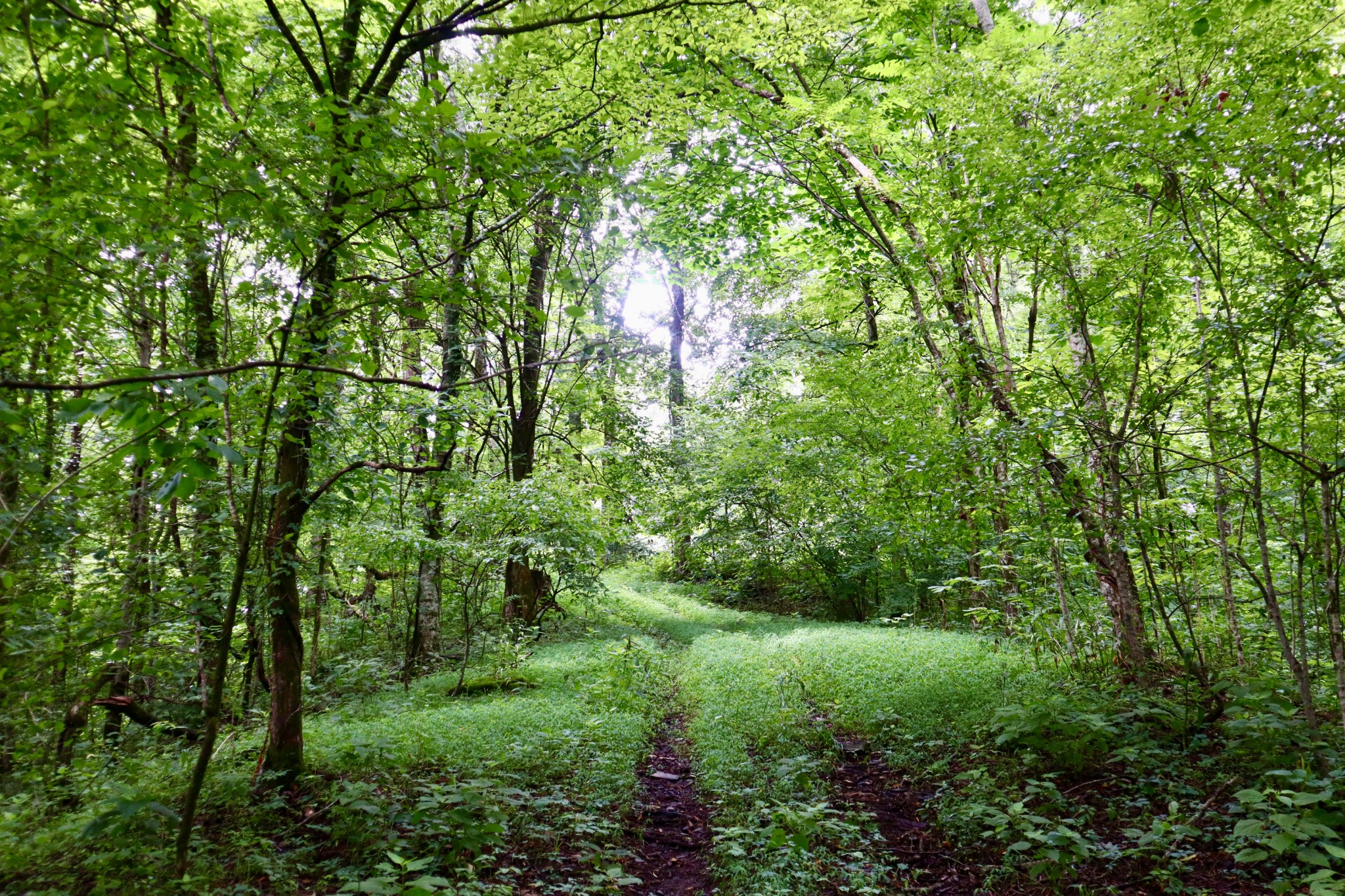 0 W Fork Riley Creek Lane Whitleyville TN 38588