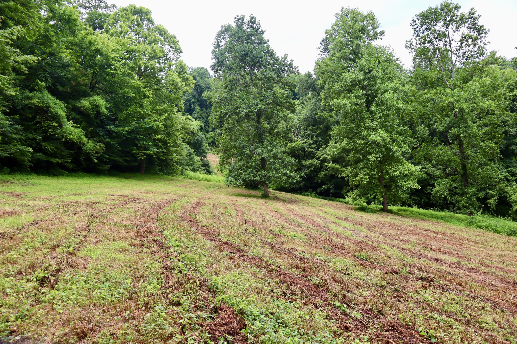 0 W Fork Riley Creek Lane Whitleyville TN 38588