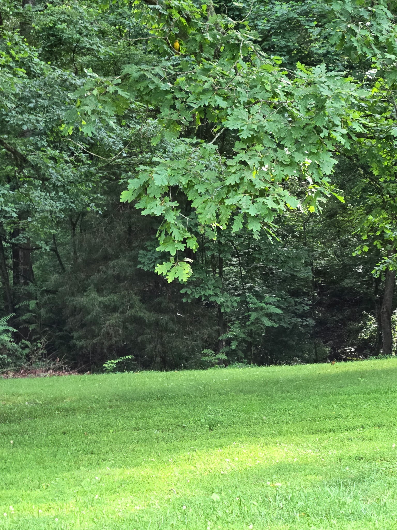 1006 Twin Oaks Drive White Bluff TN 37187