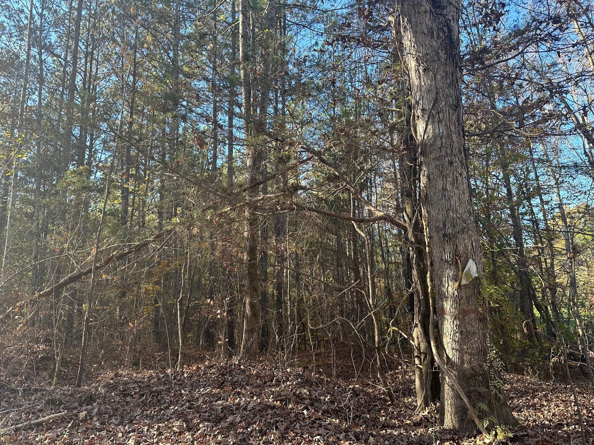 0 Redman Lane Decatur TN 37322
