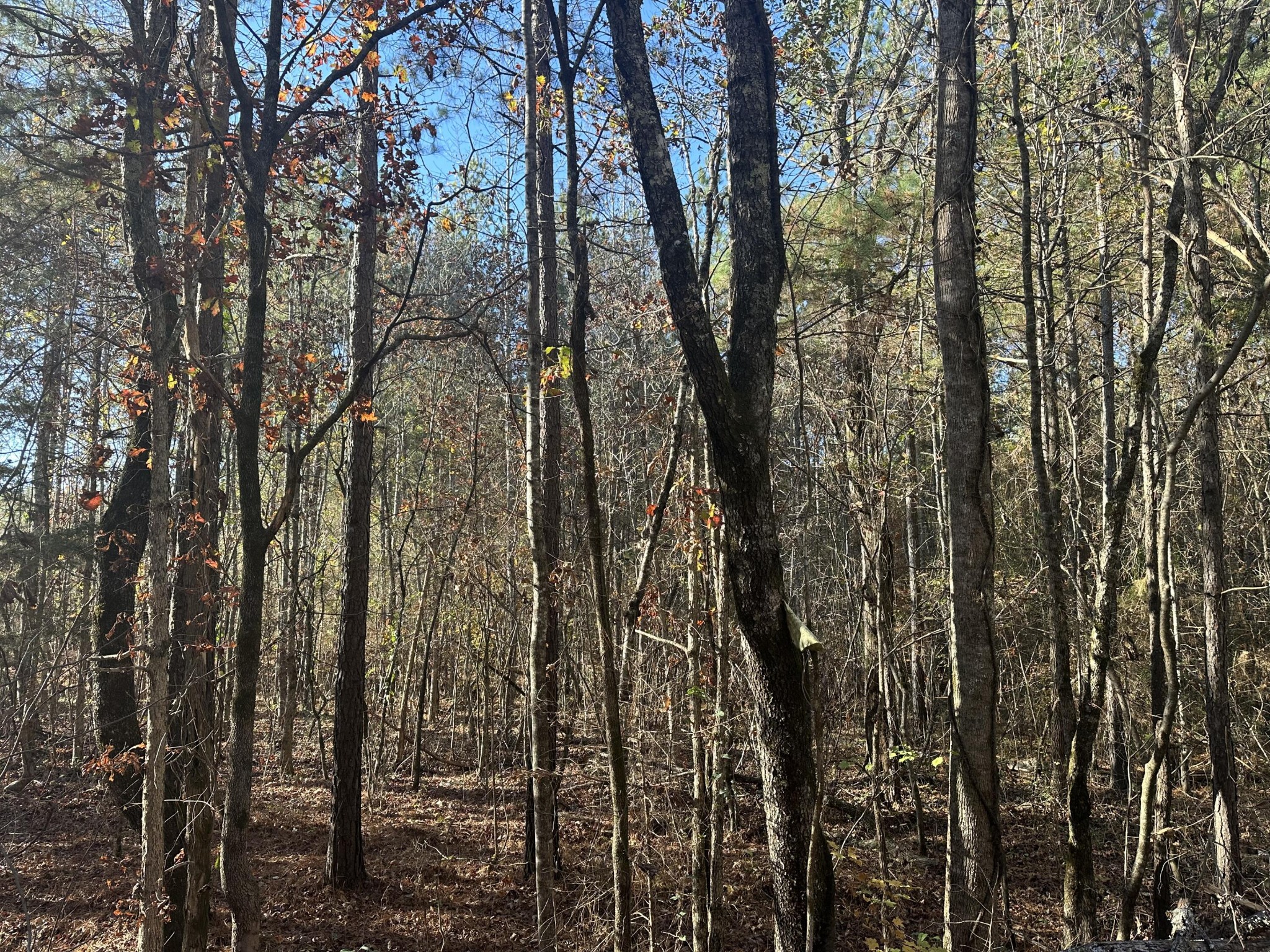 0 Redman Lane Decatur TN 37322