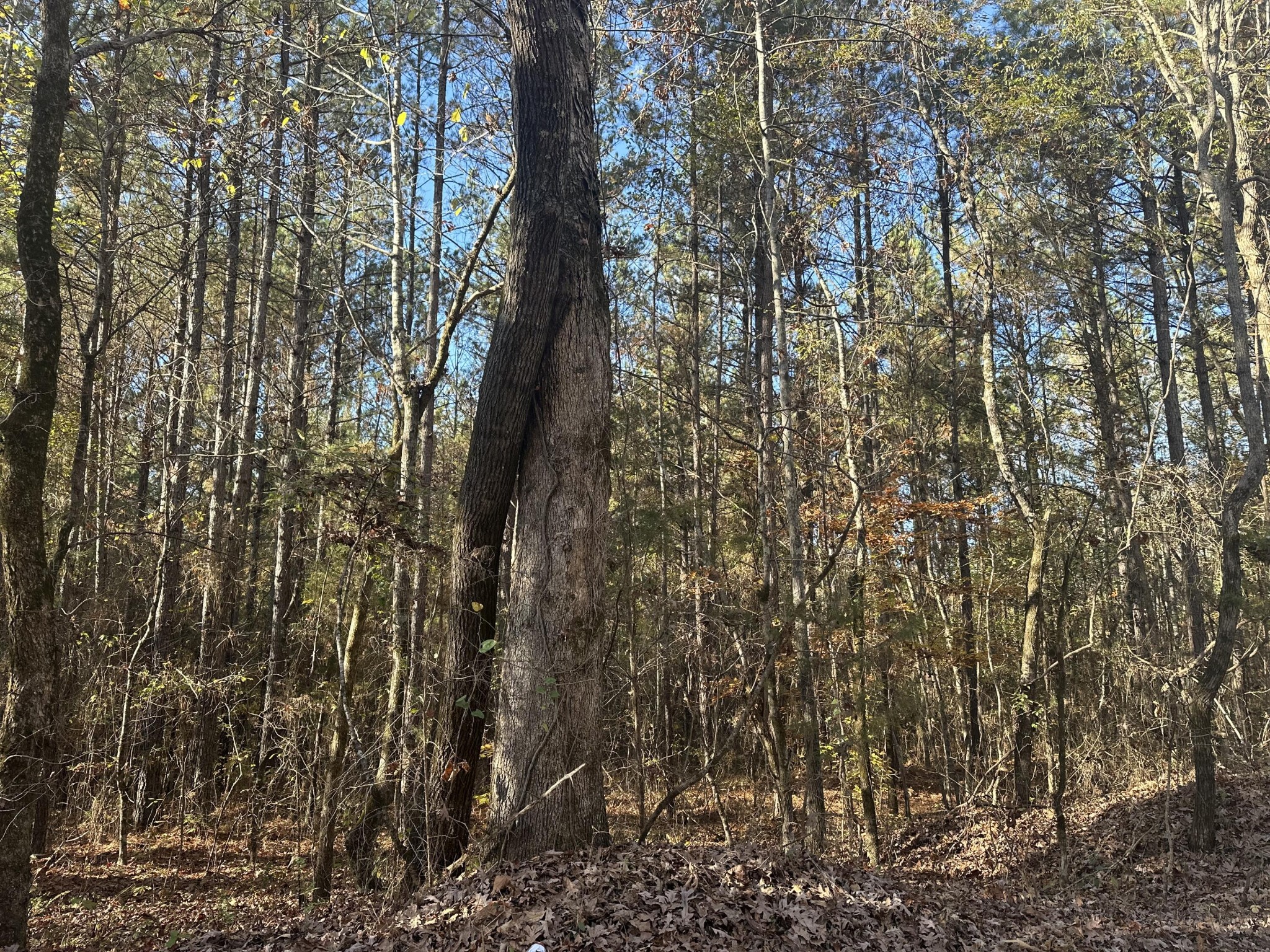 0 Redman Lane Decatur TN 37322