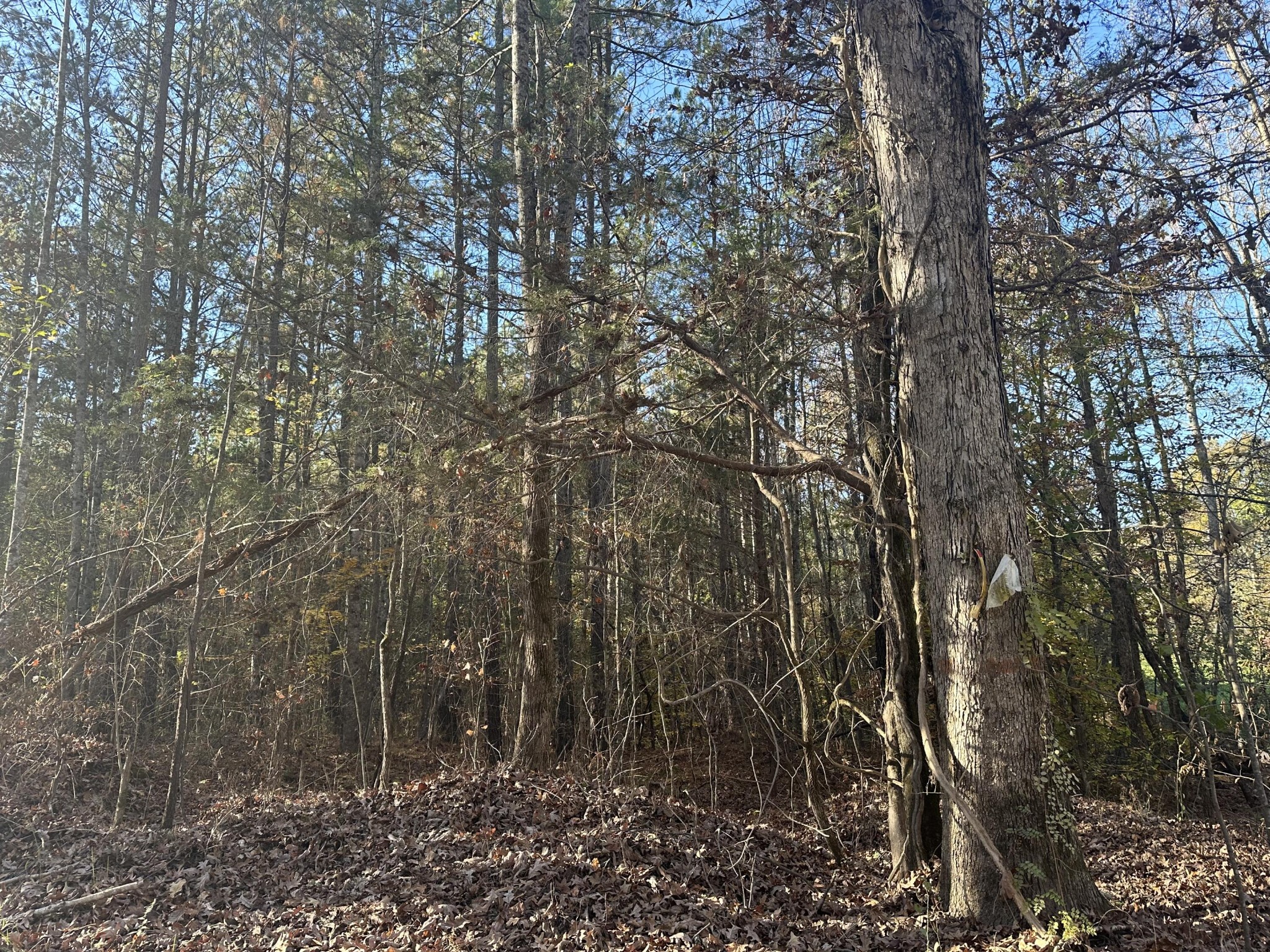 0 Redman Lane Decatur TN 37322