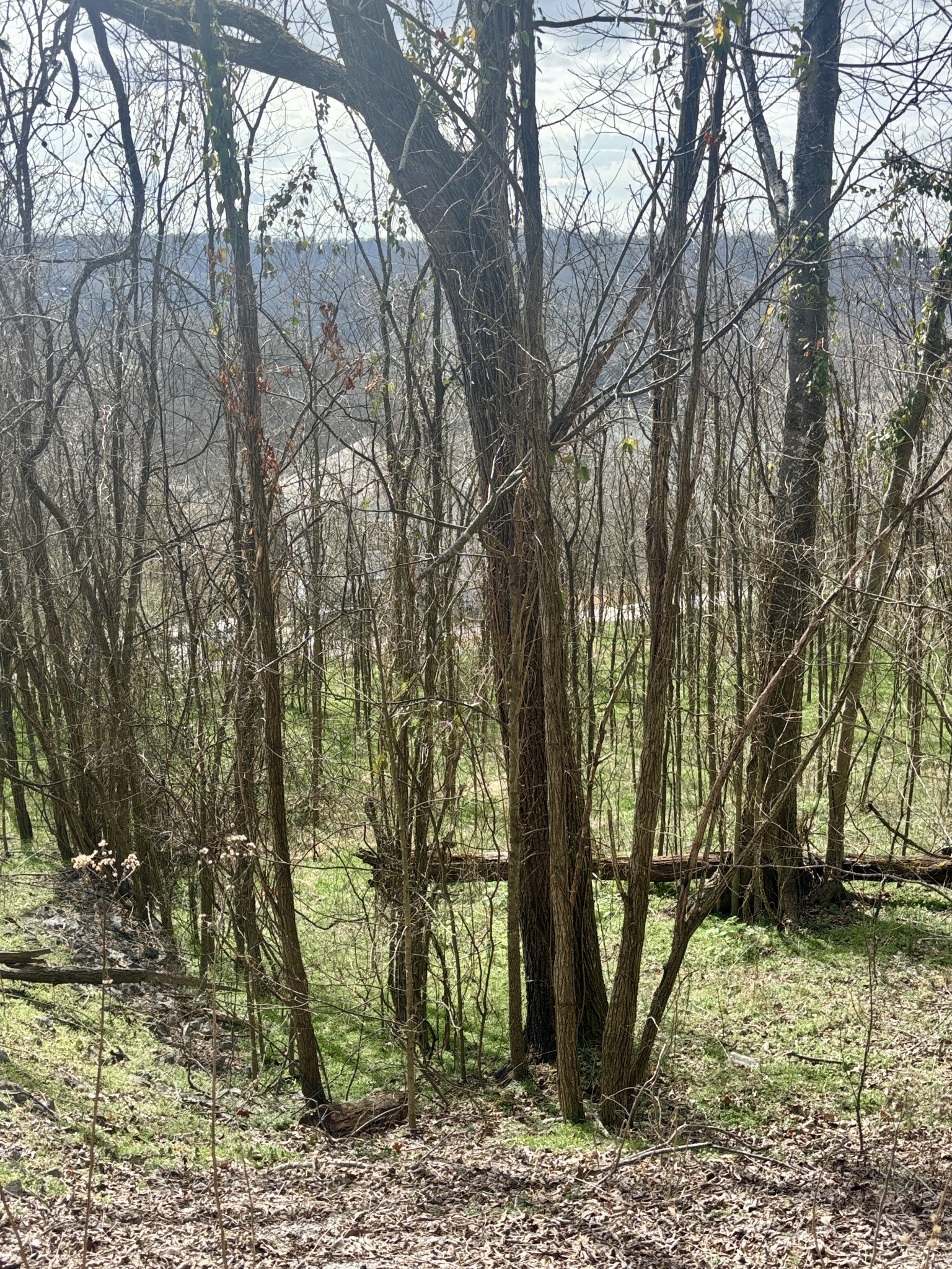 323 Seaton Drive Smithville TN 37166