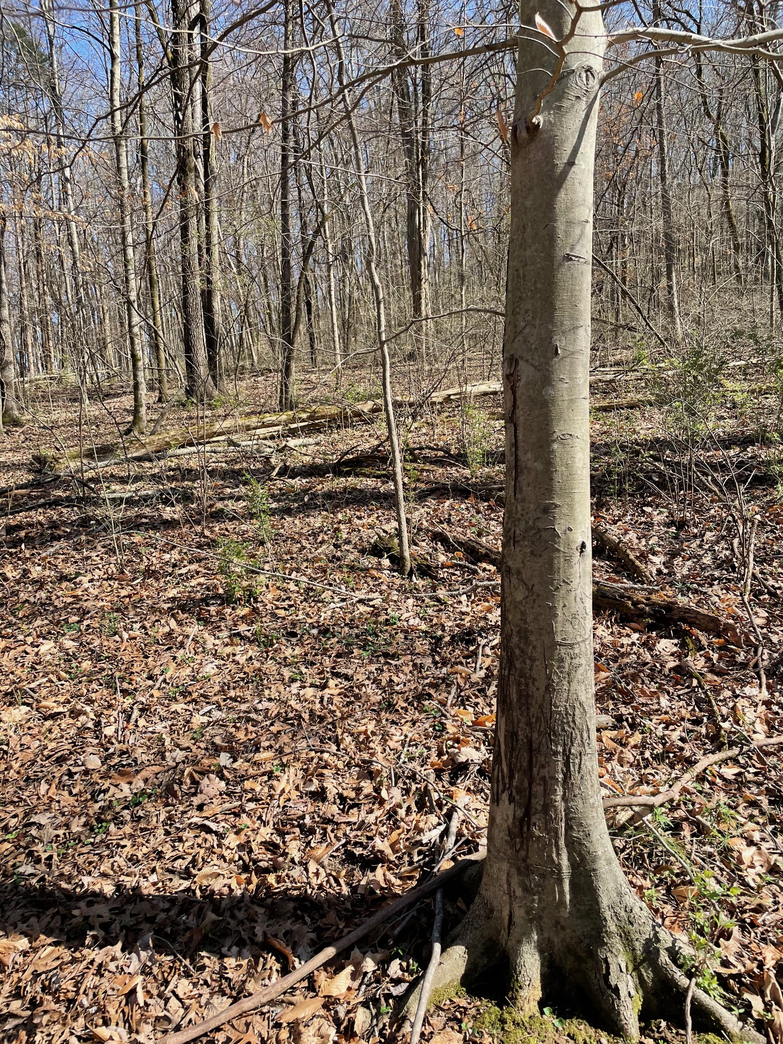 2057 Hillsboro Franklin TN 37069
