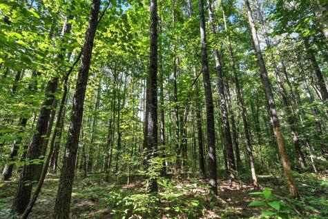 0 West Hollow Road Goodspring TN 38460