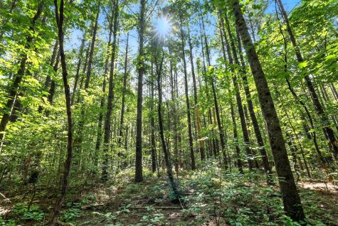 0 West Hollow Road Goodspring TN 38460