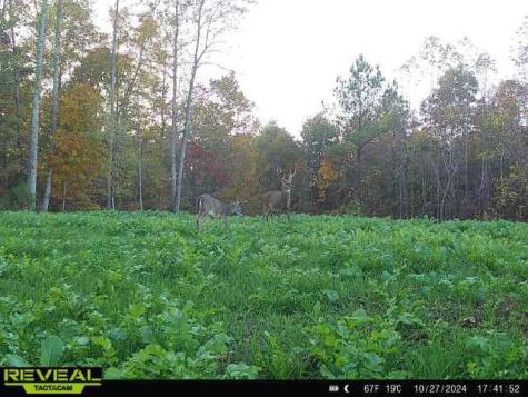 0 West Hollow Road Goodspring TN 38460