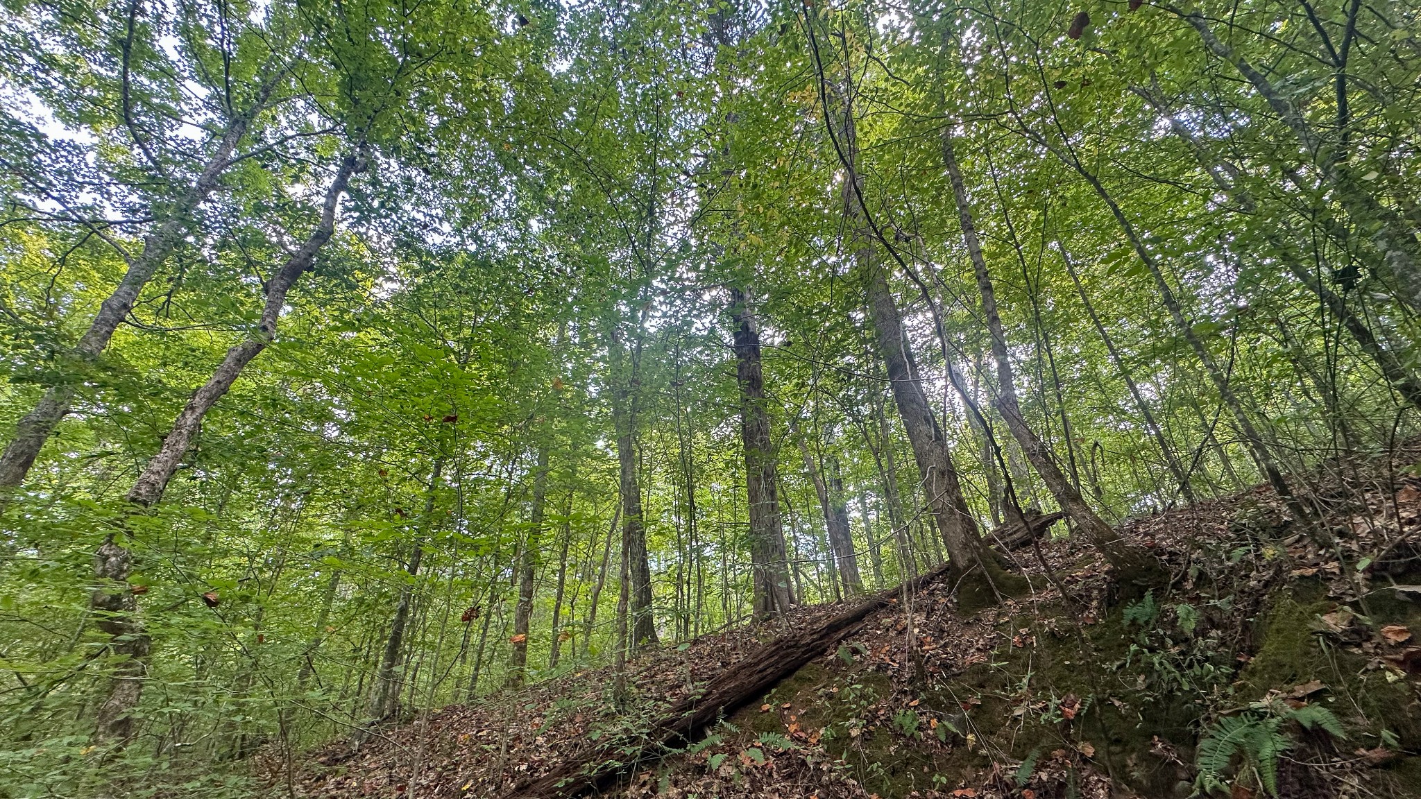 0 Jeannette Holladay Road Parsons TN 38363