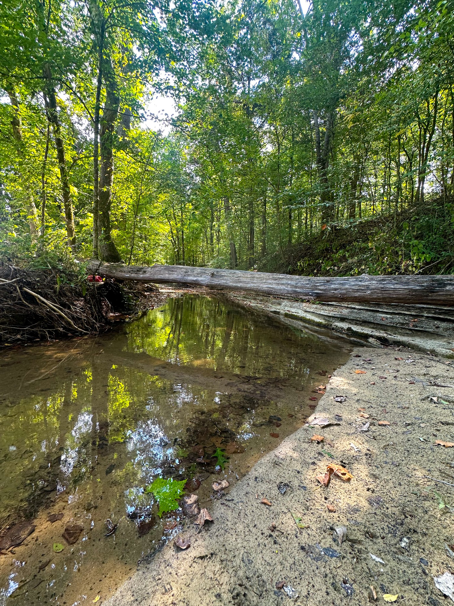 0 Jeannette Holladay Road Parsons TN 38363