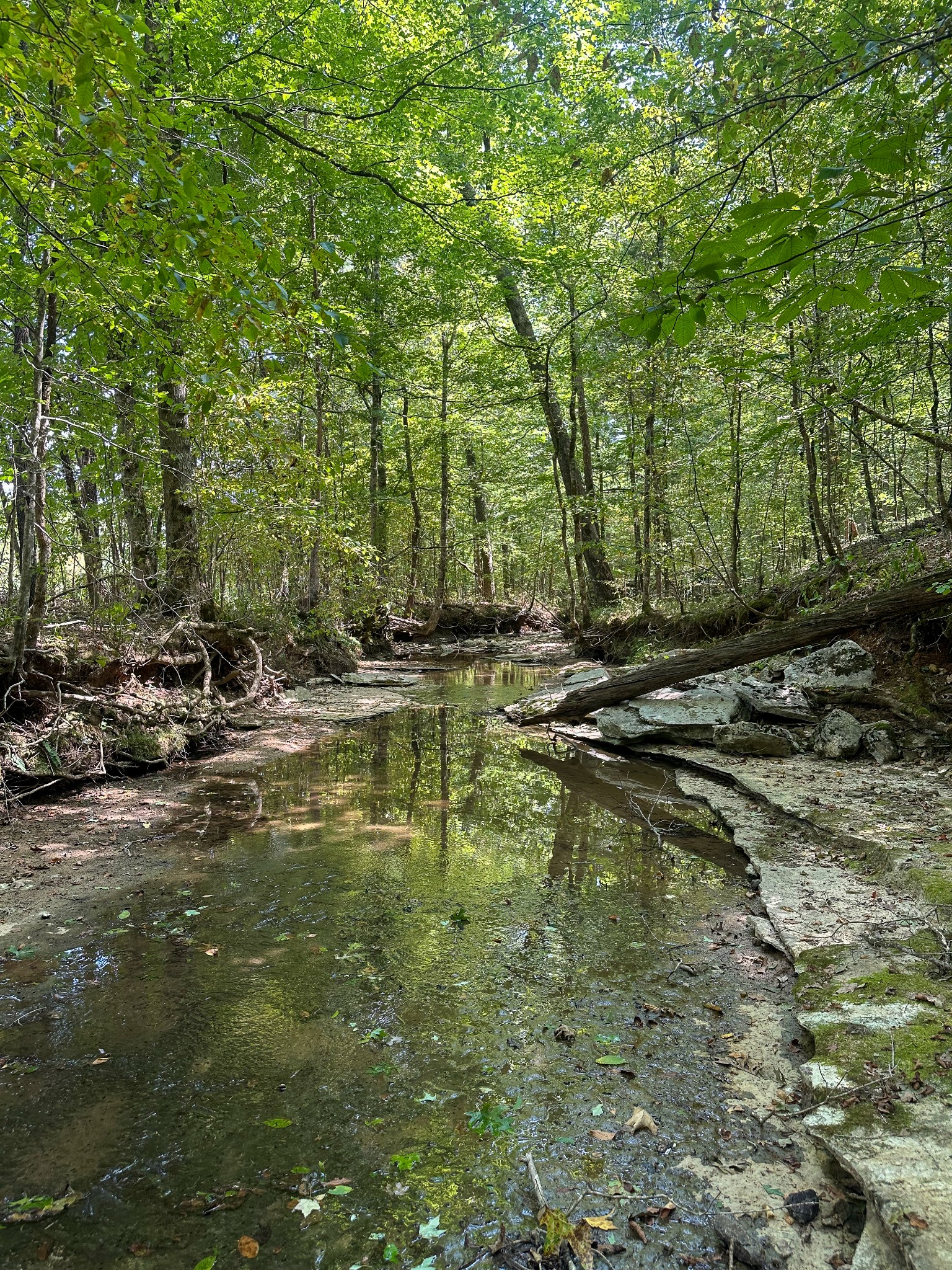 0 Jeannette Holladay Road Parsons TN 38363