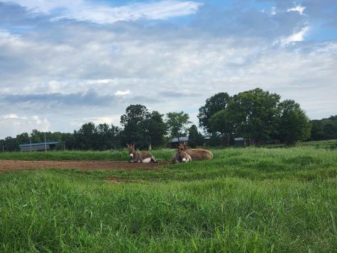 620 Roberts Cemetery Road Walling TN 38587