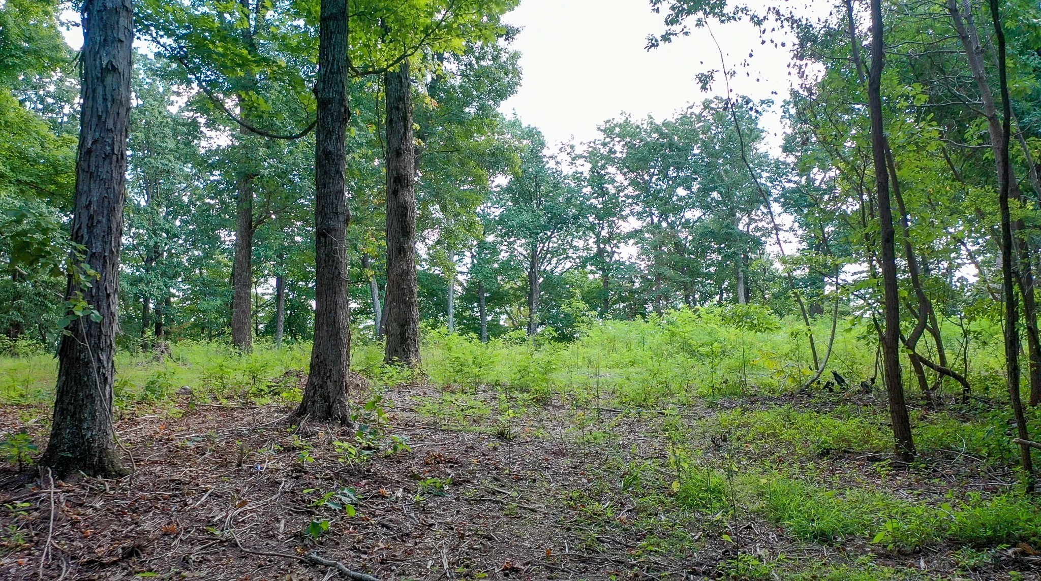 7659 Burks Road Christiana TN 37037