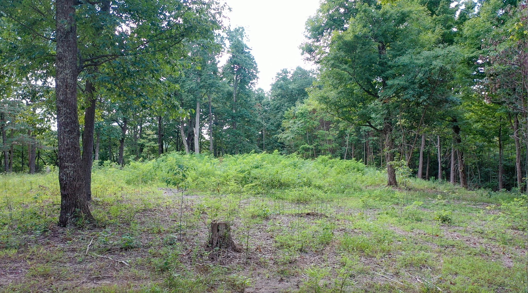 7659 Burks Road Christiana TN 37037