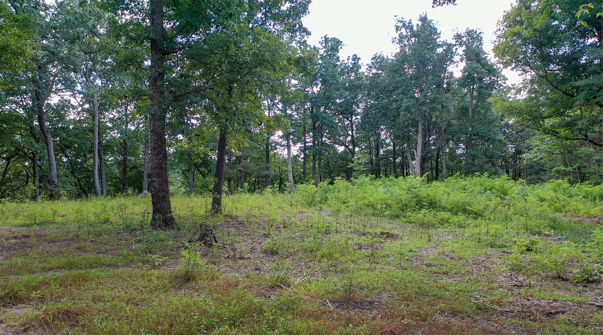 7659 Burks Road Christiana TN 37037