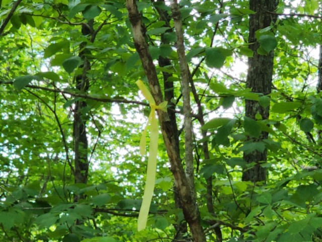 0 Forest Trail Lane Celina TN 38551