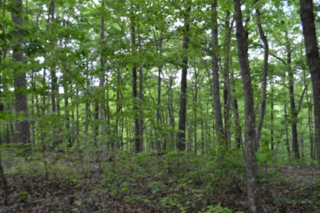 0 Forest Trail Lane Celina TN 38551
