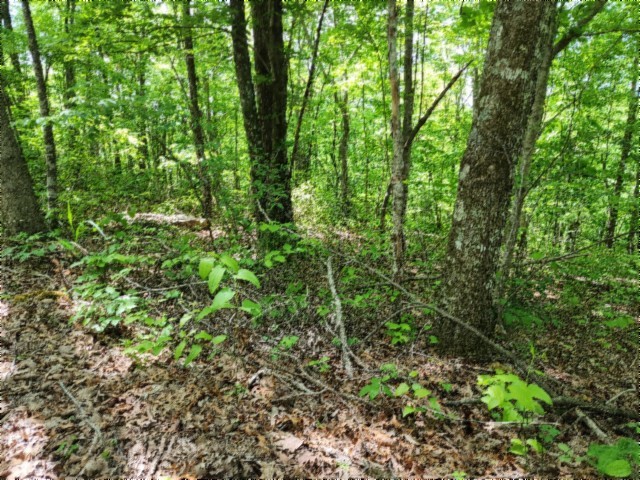 0 Forest Trail Lane Celina TN 38551