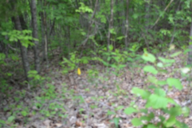 0 Forest Trail Lane Celina TN 38551