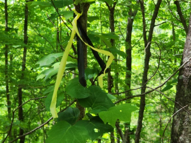 0 Forest Trail Lane Celina TN 38551