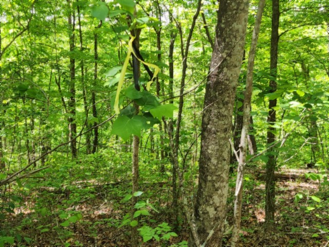 0 Forest Trail Lane Celina TN 38551