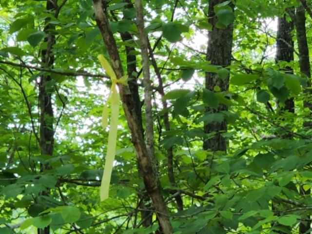 0 Forest Trail Lane Celina TN 38551
