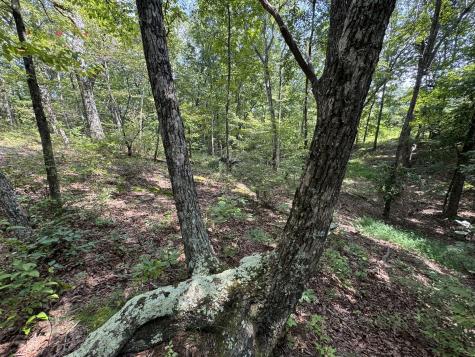 0 Box House Road Belvidere TN 37306