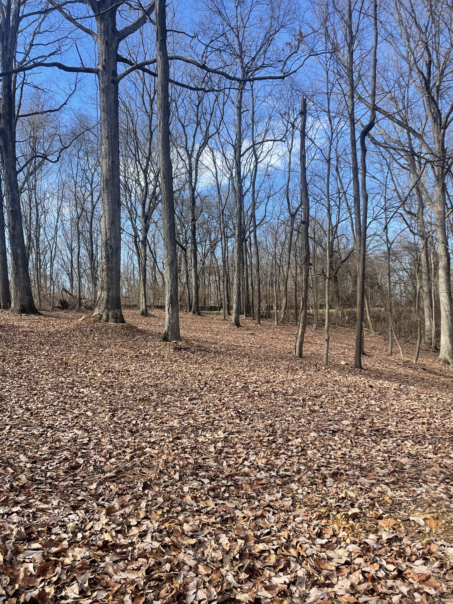 6680 Jocelyn Hollow Road Nashville TN 37205