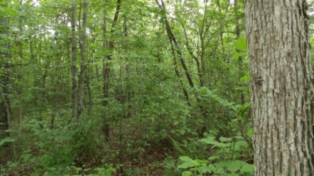 0 Hilltop Lane Wilder TN 38589