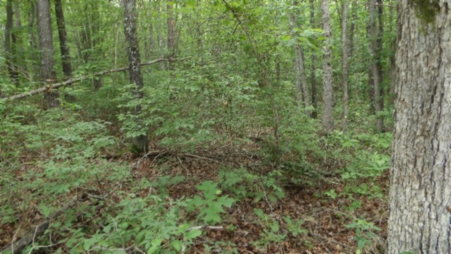 0 Hilltop Lane Wilder TN 38589