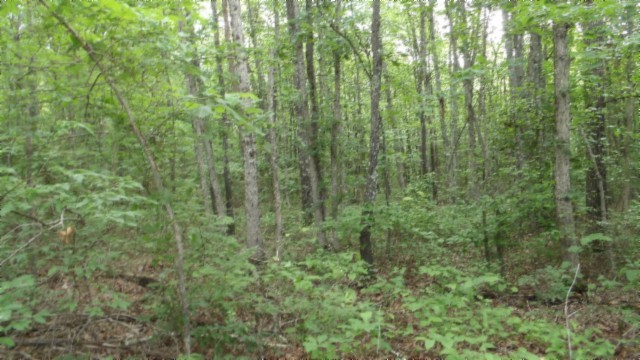 0 Hilltop Lane Wilder TN 38589