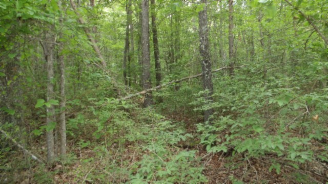 0 Hilltop Lane Wilder TN 38589