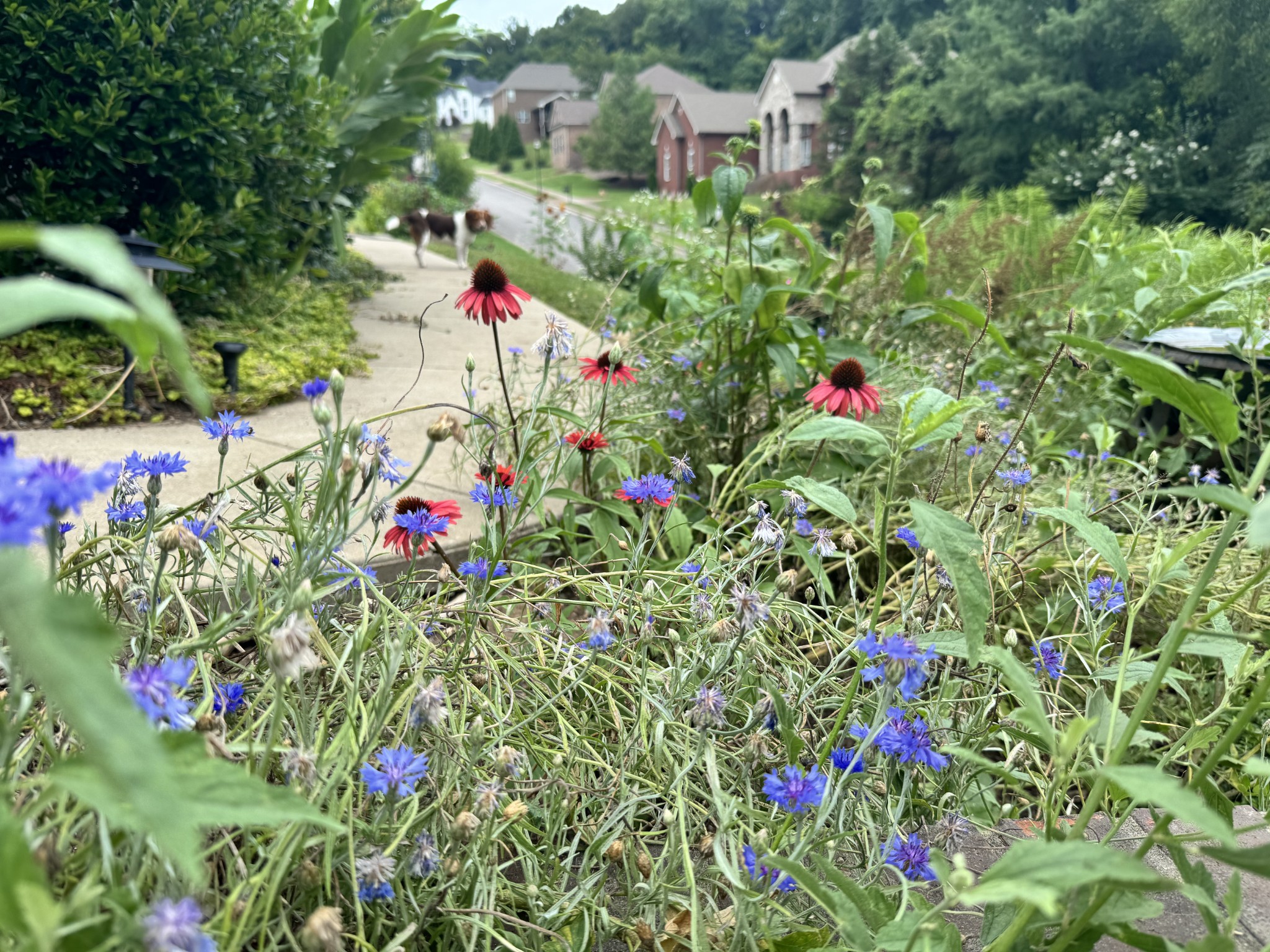 782 Saussy Place Nashville TN 37205