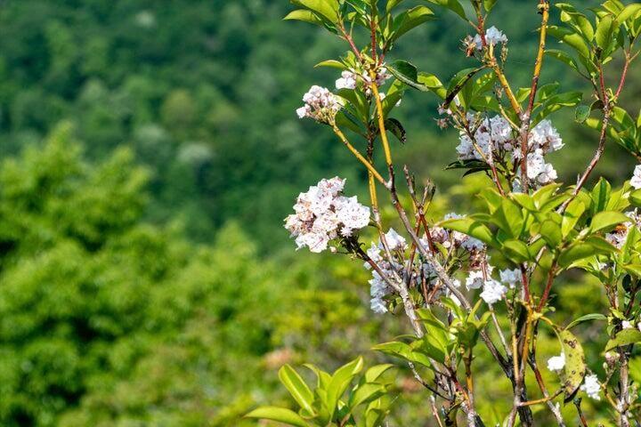 110 Falls Lane Spencer TN 38585