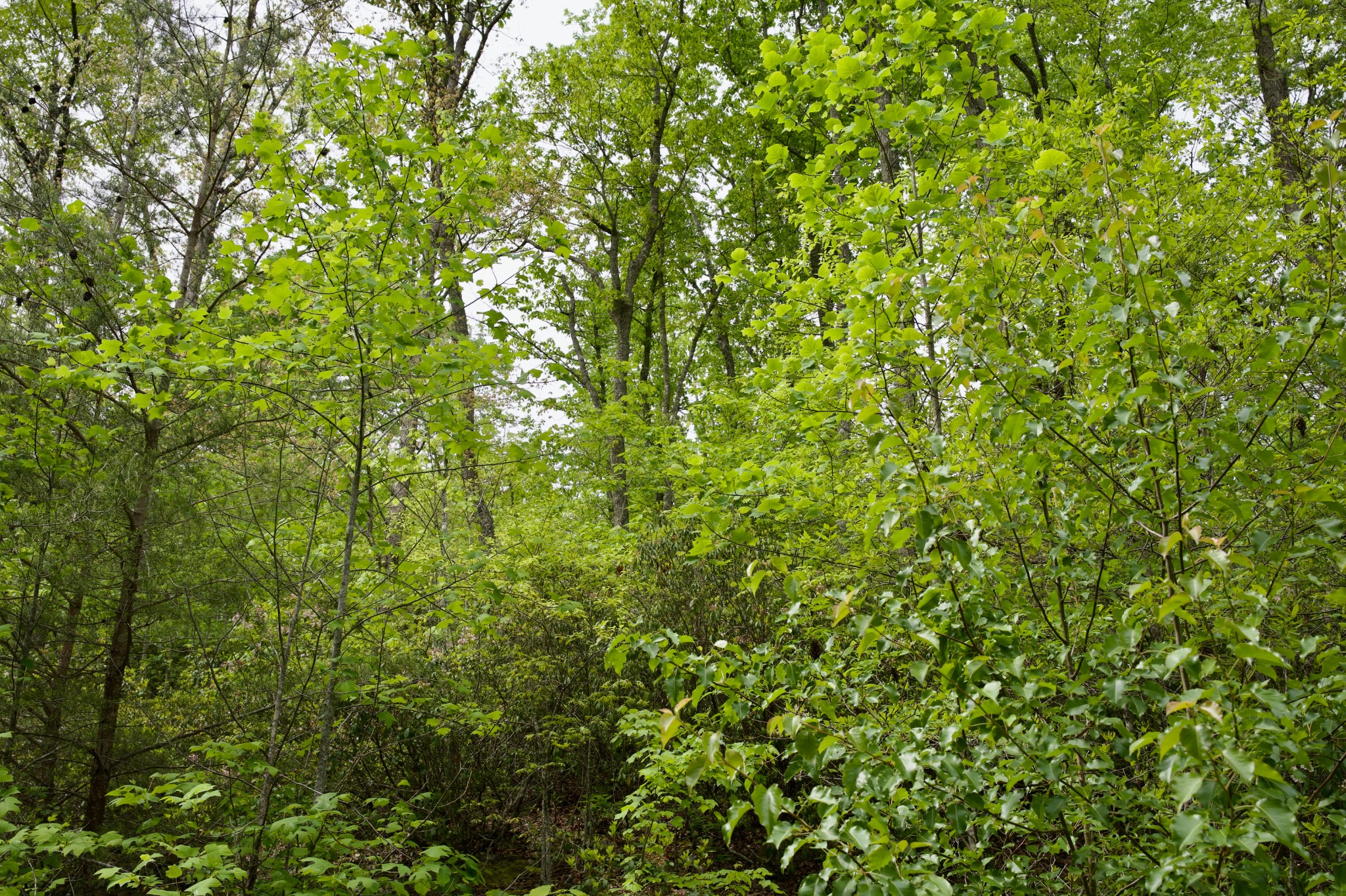 0 Creek Side Lane Spencer TN 38585