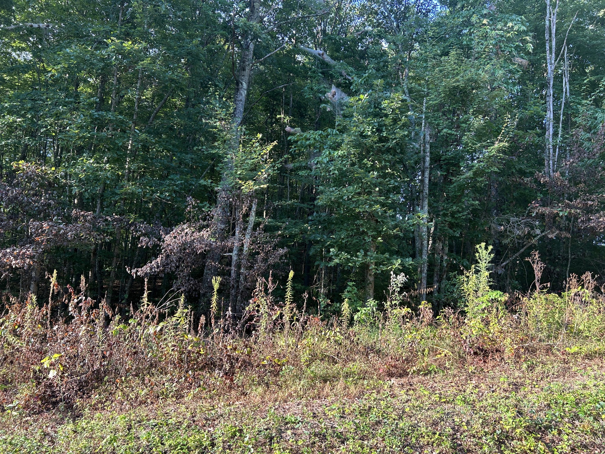 0 Panther Branch Road Jamestown TN 38556
