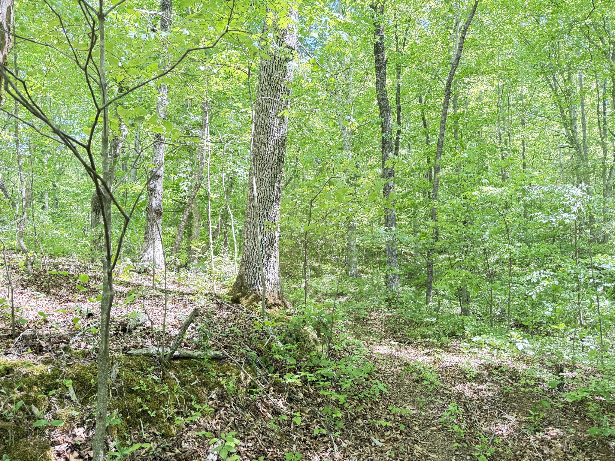 335 Nelson Cemetery Road Monroe TN 38573