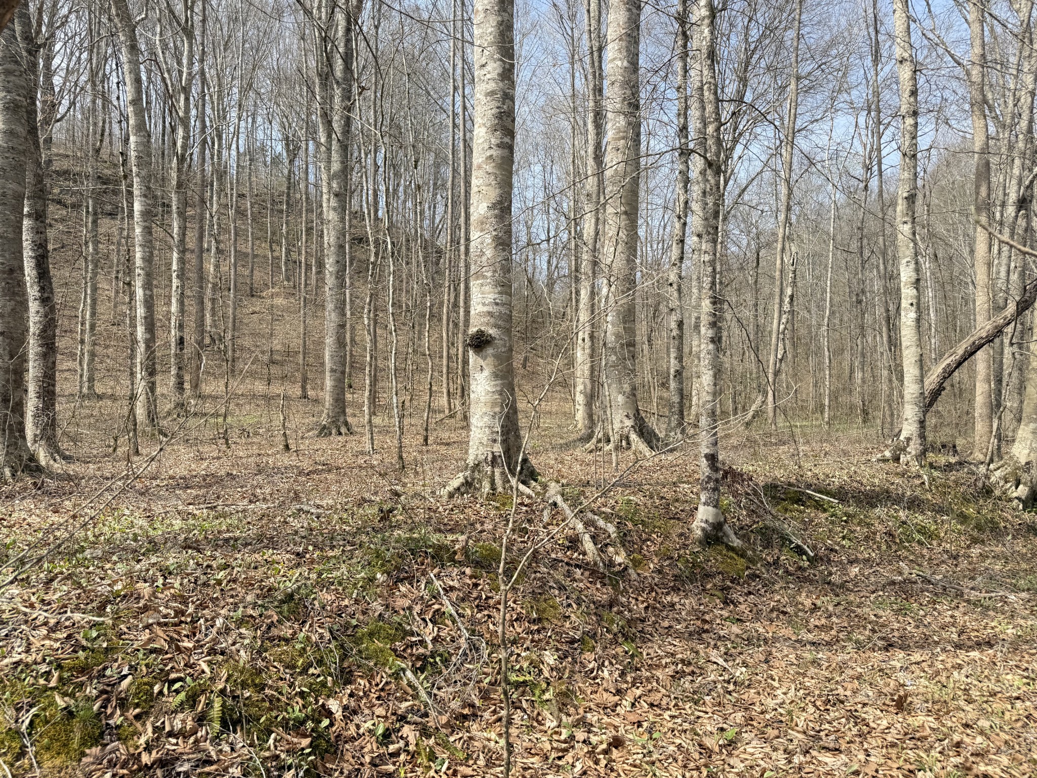 335 Nelson Cemetery Road Monroe TN 38573