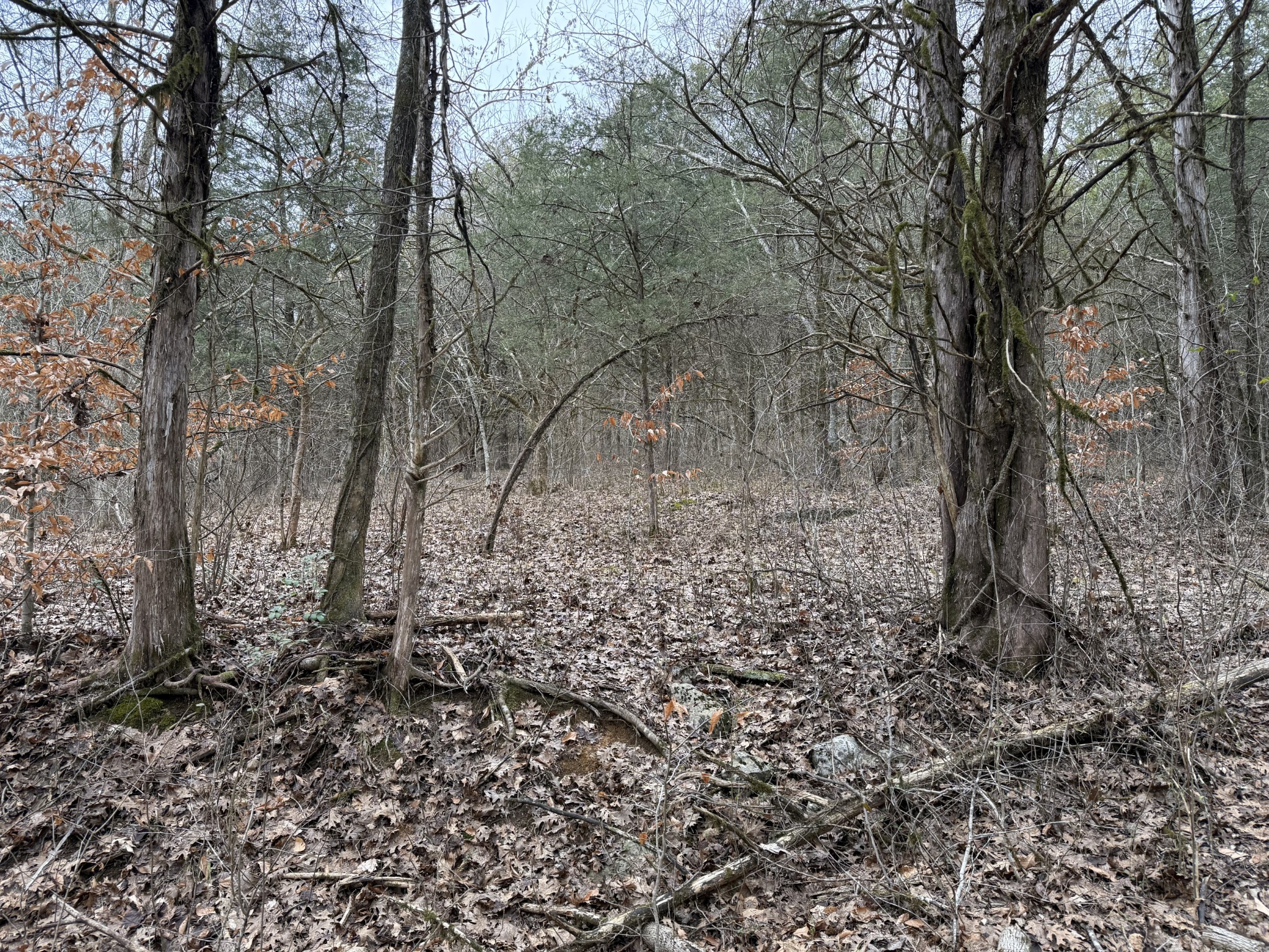 0 Cook Lane Gainesboro TN 38562