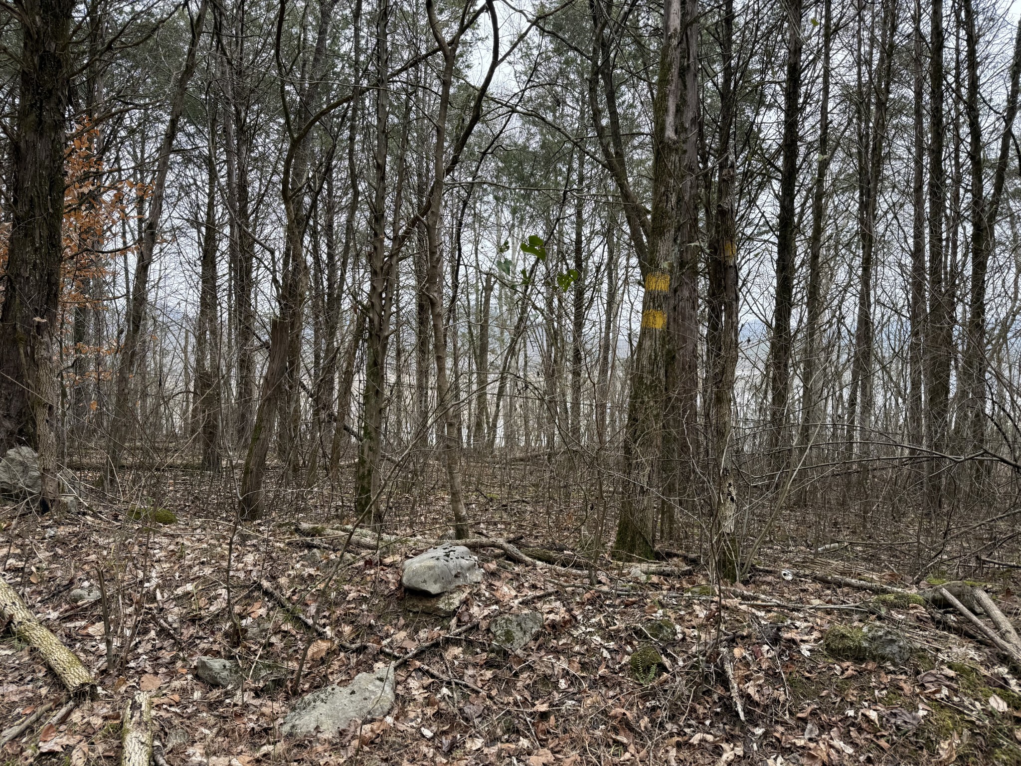0 Cook Lane Gainesboro TN 38562