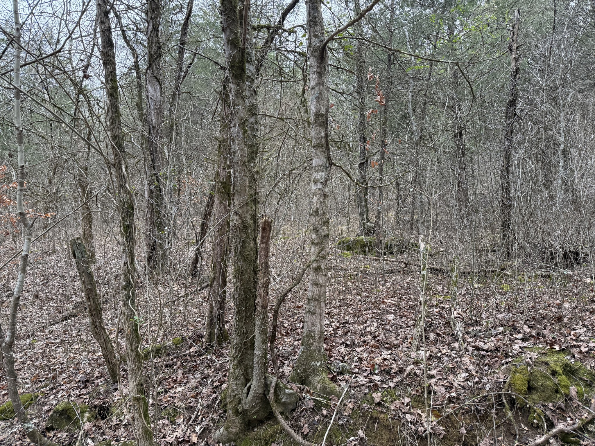 0 Cook Lane Gainesboro TN 38562